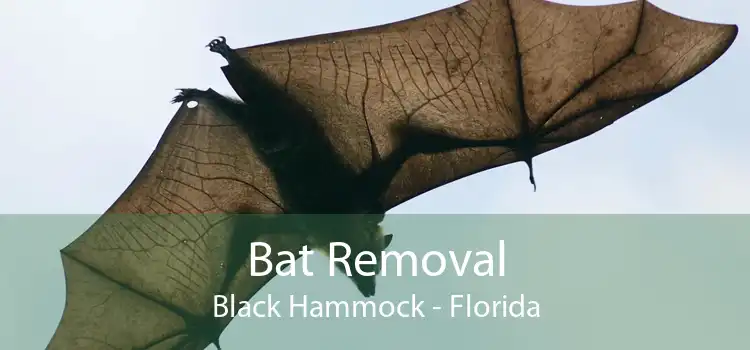 Bat Removal Black Hammock - Florida