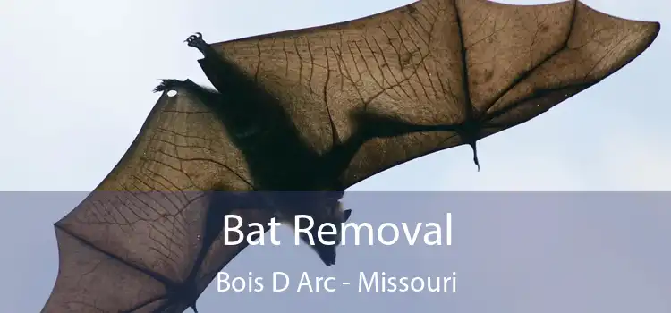 Bat Removal Bois D Arc - Missouri