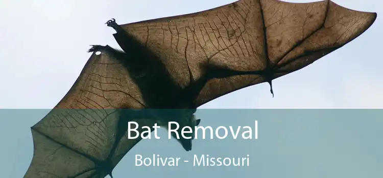 Bat Removal Bolivar - Missouri