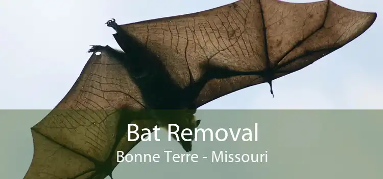 Bat Removal Bonne Terre - Missouri