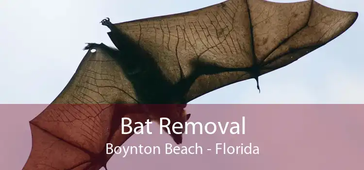 Bat Removal Boynton Beach - Florida