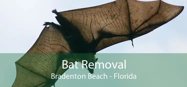 Bat Removal Bradenton Beach - Florida