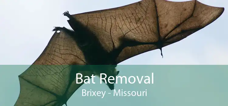 Bat Removal Brixey - Missouri
