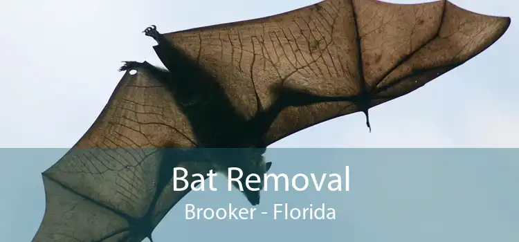 Bat Removal Brooker - Florida