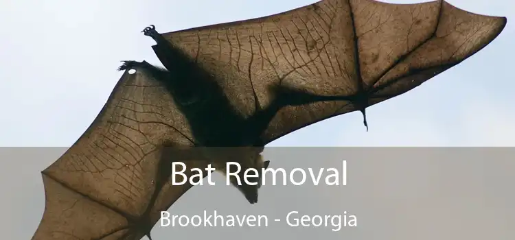 Bat Removal Brookhaven - Georgia