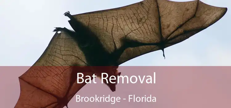 Bat Removal Brookridge - Florida