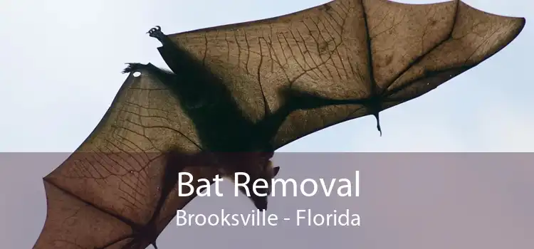 Bat Removal Brooksville - Florida