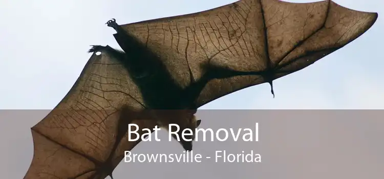 Bat Removal Brownsville - Florida
