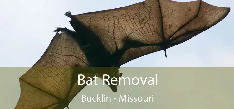 Bat Removal Bucklin - Missouri