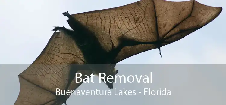 Bat Removal Buenaventura Lakes - Florida