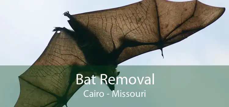 Bat Removal Cairo - Missouri