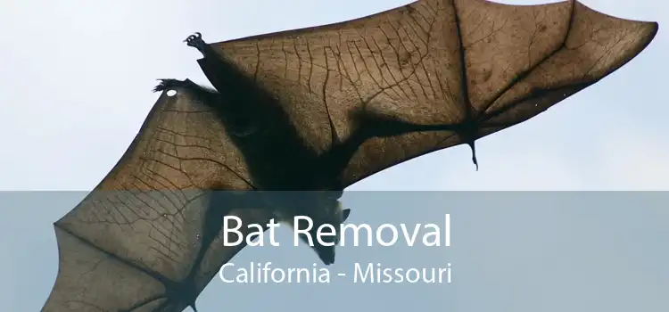 Bat Removal California - Missouri
