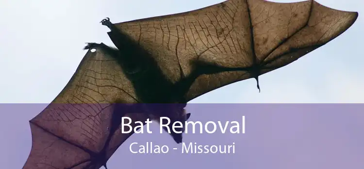 Bat Removal Callao - Missouri