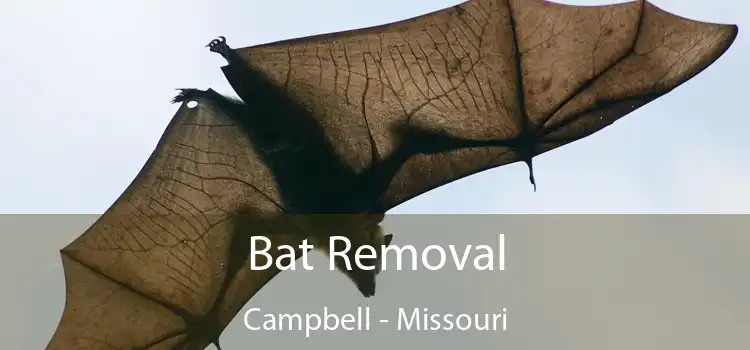 Bat Removal Campbell - Missouri