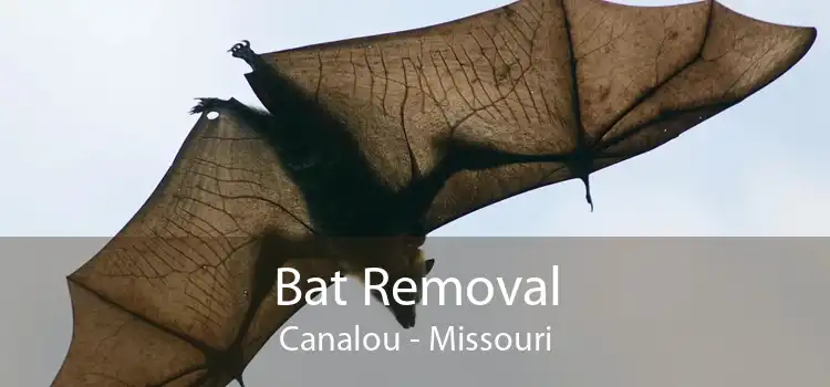 Bat Removal Canalou - Missouri