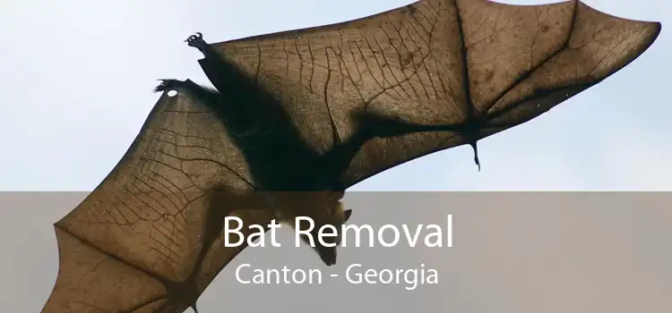 Bat Removal Canton - Georgia
