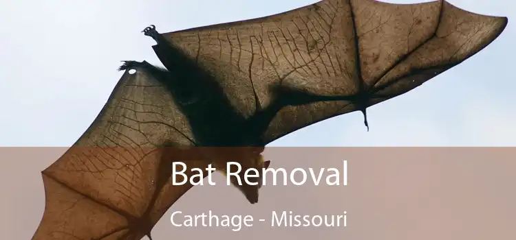 Bat Removal Carthage - Missouri