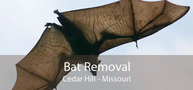 Bat Removal Cedar Hill - Missouri