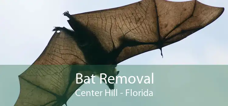 Bat Removal Center Hill - Florida