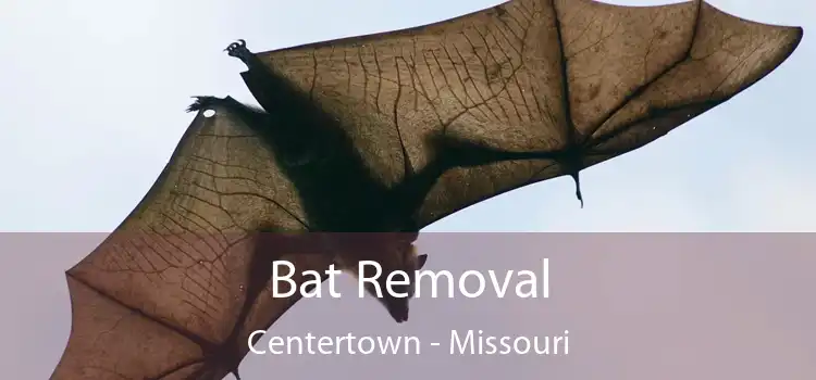 Bat Removal Centertown - Missouri