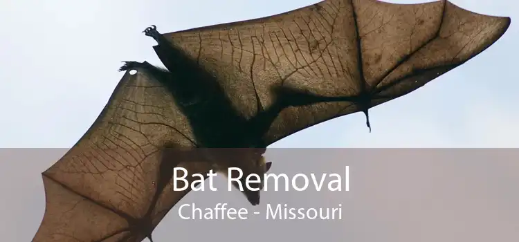 Bat Removal Chaffee - Missouri