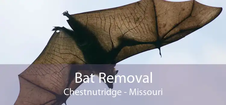 Bat Removal Chestnutridge - Missouri