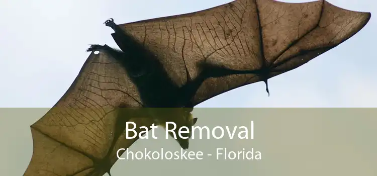 Bat Removal Chokoloskee - Florida