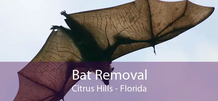 Bat Removal Citrus Hills - Florida