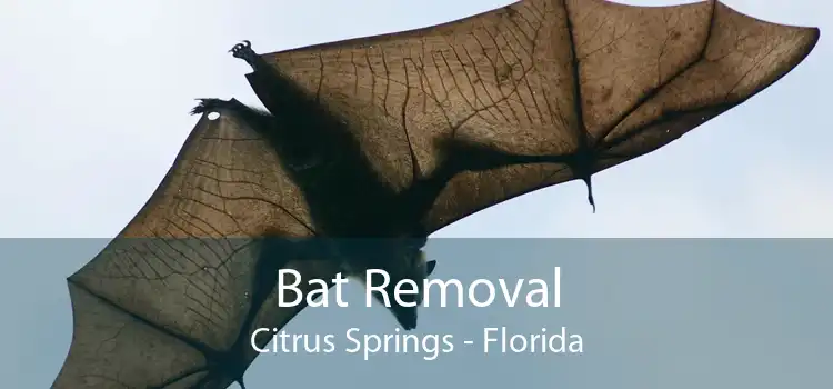 Bat Removal Citrus Springs - Florida