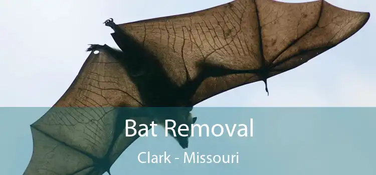 Bat Removal Clark - Missouri