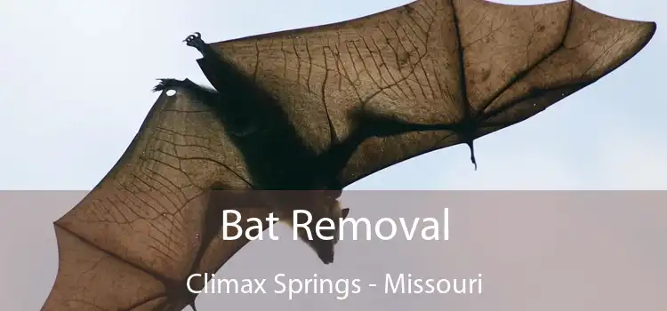 Bat Removal Climax Springs - Missouri