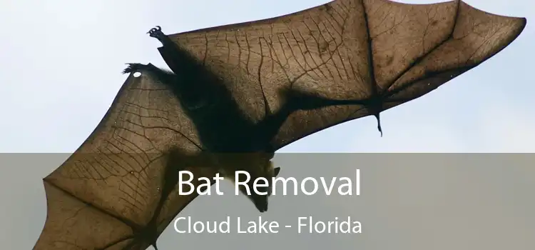Bat Removal Cloud Lake - Florida