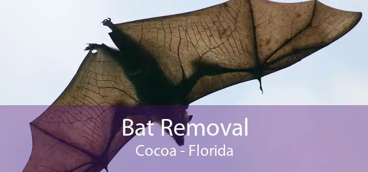 Bat Removal Cocoa - Florida
