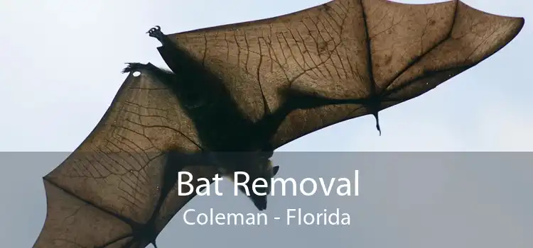 Bat Removal Coleman - Florida
