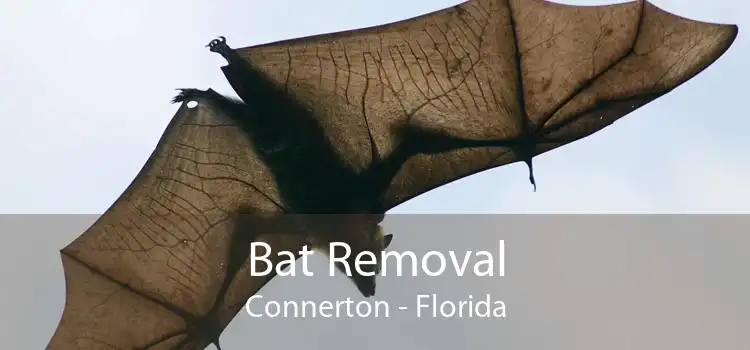 Bat Removal Connerton - Florida