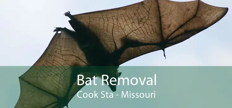 Bat Removal Cook Sta - Missouri