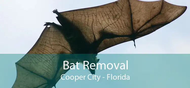 Bat Removal Cooper City - Florida
