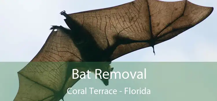 Bat Removal Coral Terrace - Florida