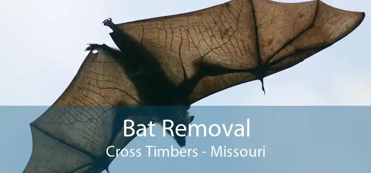 Bat Removal Cross Timbers - Missouri