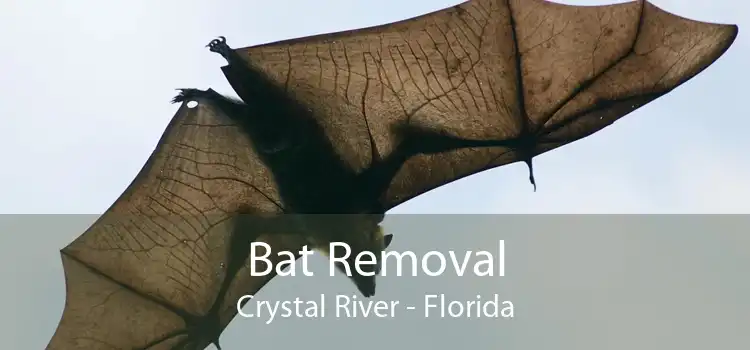 Bat Removal Crystal River - Florida
