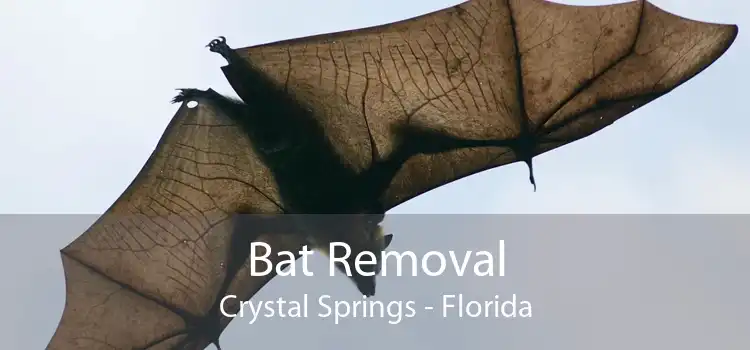 Bat Removal Crystal Springs - Florida