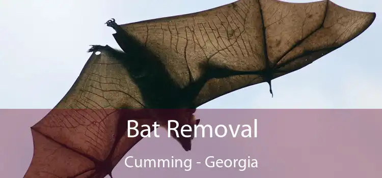 Bat Removal Cumming - Georgia