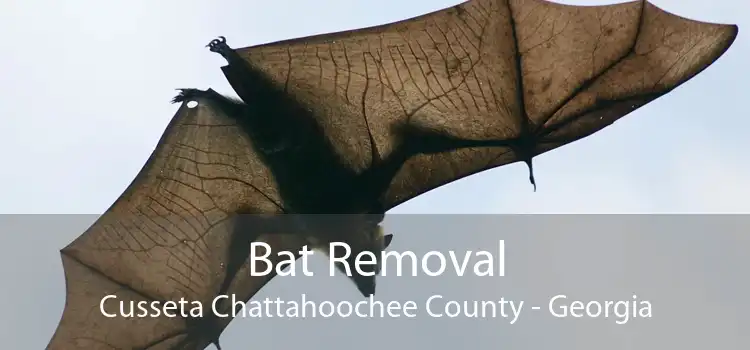 Bat Removal Cusseta Chattahoochee County - Georgia
