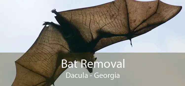 Bat Removal Dacula - Georgia