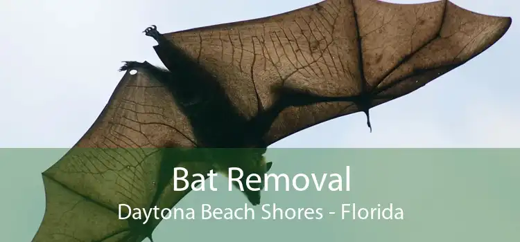Bat Removal Daytona Beach Shores - Florida