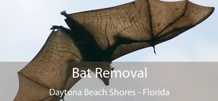 Bat Removal Daytona Beach Shores - Florida