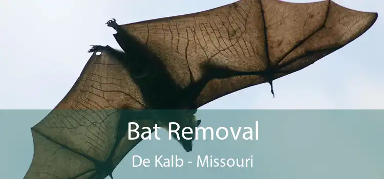 Bat Removal De Kalb - Missouri