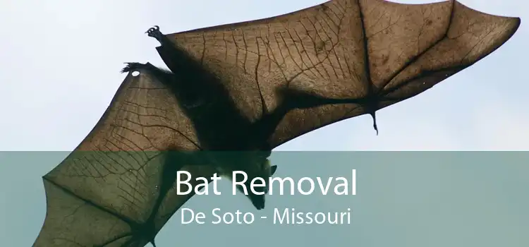 Bat Removal De Soto - Missouri