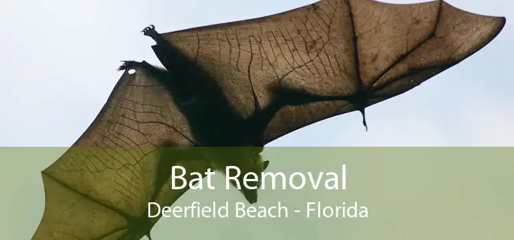 Bat Removal Deerfield Beach - Florida