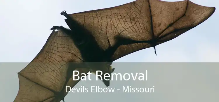 Bat Removal Devils Elbow - Missouri